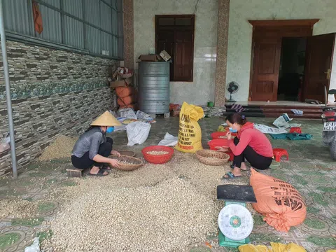 Nghệ An: Nông dân phấn khởi vì giá hành tăng vào cuối vụ