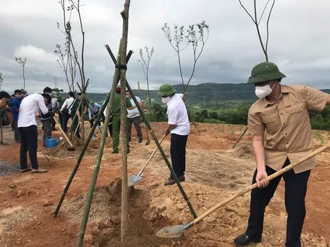 Quảng Trị: Đẩy mạnh trồng cây xanh, phục hồi hệ sinh thái