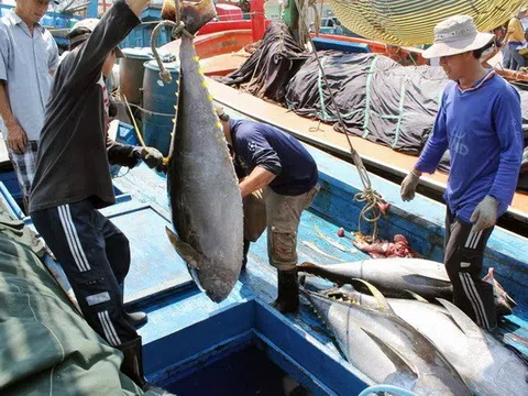 Đức dẫn đầu khối EU về nhập khẩu cá ngừ từ Việt Nam