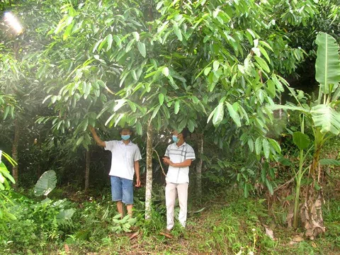 Thúc đẩy kinh tế rừng gỗ lớn tại Bắc Quang