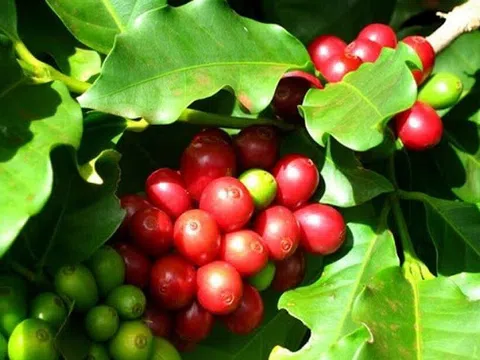 Tiêu dùng xanh ngày 4/5: Sau kỳ nghỉ dài, giá cà phê Robusta tăng tốt nhờ lực đẩy từ sàn Arabica