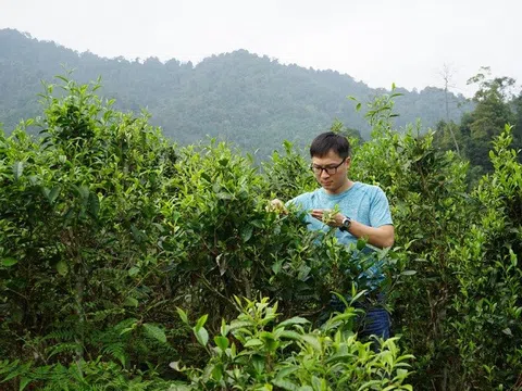 Trà hữu cơ Việt Nam có nhiều cơ hội xuất khẩu sang thị trường Châu Âu
