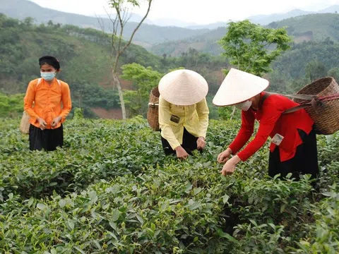 Lào Cai: Lương Sơn bứt phá nhờ trồng chè công nghệ cao và theo tiêu chuẩn hữu cơ