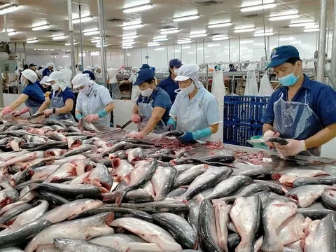 Ghi nhận tăng trưởng 3 con số về xuất khẩu cá tra sang thị trường Mỹ và Trung Quốc