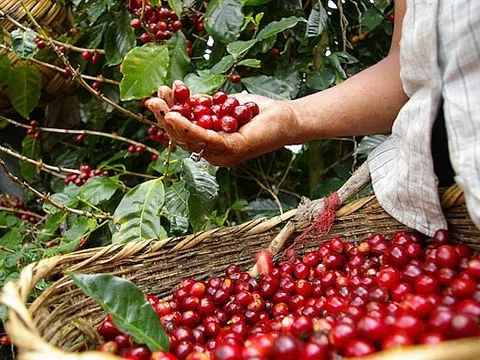 Tiêu dùng xanh ngày 12/5: Giá cà phê Arabica tăng cực mạnh sau 3 phiên giảm liên tiếp