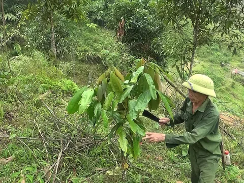 Giống cây 'trời ban' giúp huyện miền núi Nghệ An xóa đói giảm nghèo