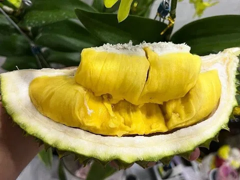 Sầu riêng Musang King "giá khủng" đổ bộ chợ Việt