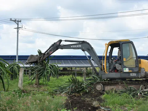 Bộ NN-PTNN khuyến cáo: Bà con không nên vội vàng phá bỏ thanh long