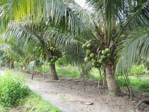 Xúc tiến đầu tư nâng cao chuỗi giá trị cây dừa