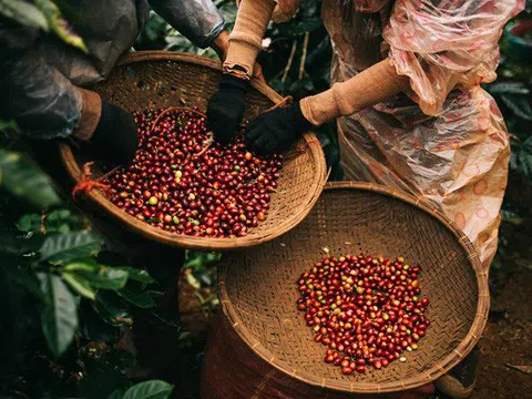 Tiêu dùng xanh ngày 11/6: Giá cà phê trong nước giảm nhẹ, cà phê Arabica quay đầu giảm mạnh