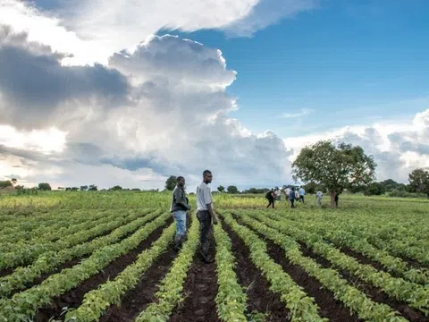 Zambia và Nhật Bản tăng cường hợp tác trong lĩnh vực nông nghiệp và sản xuất