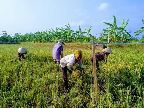 HTX An Thanh: Đi đầu trong phát triển nông nghiệp hữu cơ và du lịch sinh thái