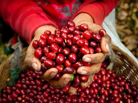 Tiêu dùng xanh ngày 22/6: Giá cà phê đồng loạt tăng, Arabica kỳ hạn tăng hơn 2%