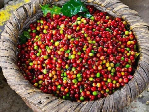 Tiêu dùng xanh ngày 9/7: Cà phê Robusta phục hồi mạnh mẽ trên sàn quốc tế