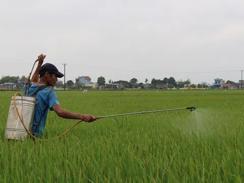 Gạo Việt Nam xuất khẩu sang nhiều thị trường khó tính