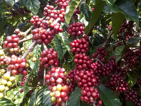 Thị trường châu Phi và cơ hội rộng mở cho cho cà phê Việt