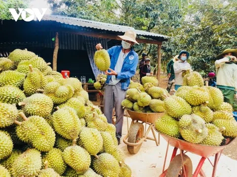 Thiết lập vùng trồng và cơ sở đóng gói xuất khẩu sang Trung Quốc: Sầu riêng Việt Nam vươn ra biển lớn