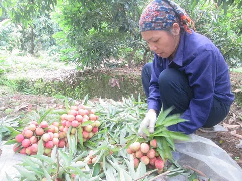 Điều kiện nào để nông sản Việt Nam được nhập khẩu chính ngạch vào Trung Quốc?