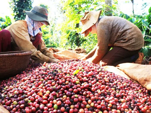Tư vấn xuất khẩu cà phê sang thị trường Trung Quốc