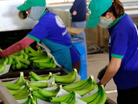 8 loại trái cây Việt Nam đang được đàm phán để xuất khẩu chính ngạch sang Trung Quốc