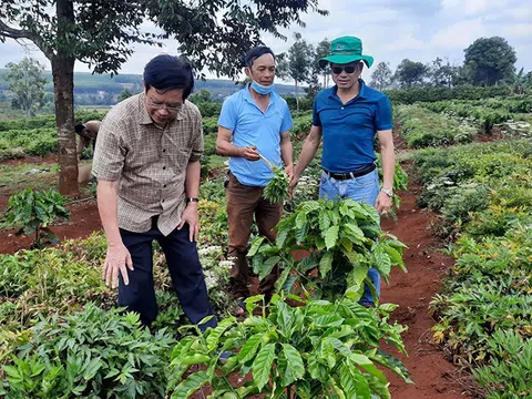 Hợp tác, phát triển Trang trại Nông nghiệp hữu cơ tại các tỉnh Tây Nguyên - Xu thế tất yếu