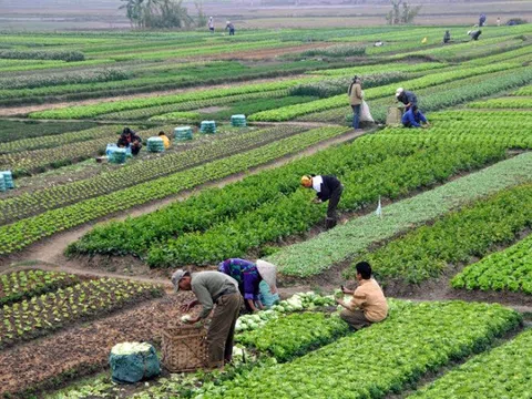 Hỗ trợ nông dân, phục hồi phát triển nông nghiệp, nông thôn bền vững
