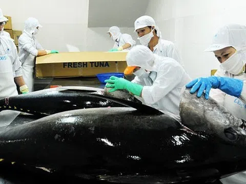 Xuất khẩu cá ngừ Việt Nam sang EU sẽ tiếp tục sụt giảm 