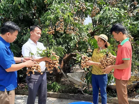 Bắc Giang: Xuất khẩu lô nhãn muộn Yên Thế tươi đầu tiên sang thị trường Australia