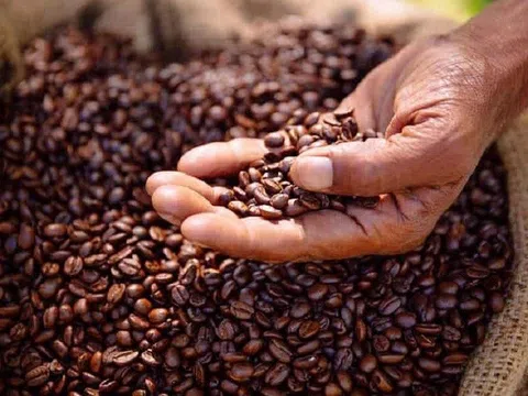 Tiêu dùng xanh ngày 23/8: Giá cà phê Arabica tăng mạnh