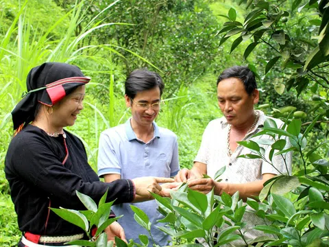 Triệu phú trên đất cằn Ngòi Han