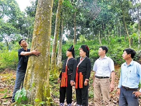 Huyện Văn Yên tăng cường công tác quản lý bảo vệ rừng