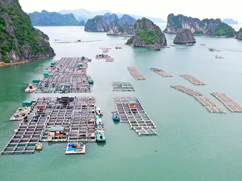 Quảng Ninh: Phát triển bền vững kinh tế biển, nâng cao giá trị sản xuất ngành thuỷ sản