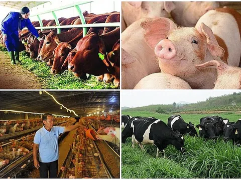 Dự thảo chính sách đầu tư hỗ trợ nâng cao hiệu quả phát triển ngành chăn nuôi