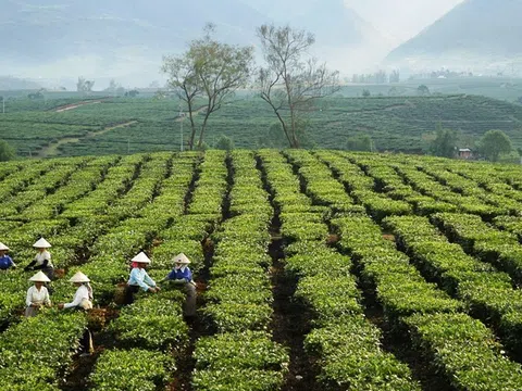 Lai Châu tập trung phát triển sản xuất nông nghiệp theo hướng bền vững