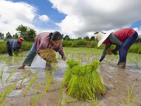 Thái Lan chi 4 tỉ USD hỗ trợ sản xuất lúa gạo