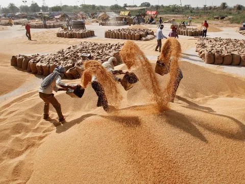 Ấn Độ siết xuất khẩu gạo và cơ hội cho gạo Việt?