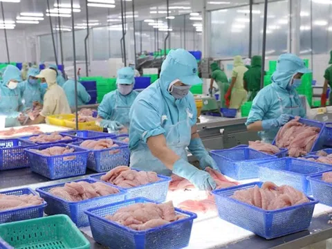 Kim ngạch xuất khẩu cá tra Việt Nam sang Anh tăng mạnh