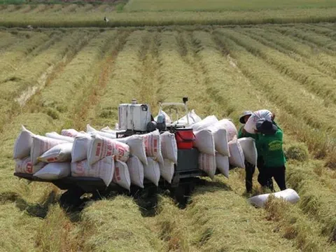 EU công bố thuế nhập khẩu và hạn ngạch dành cho gạo Việt Nam