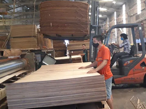 Hoa Kỳ gia hạn ban hành kết luận cuối cùng đối với sản phẩm gỗ dán cứng từ Việt Nam