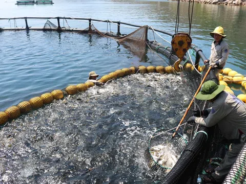 Phát triển bền vững nghề nuôi cá lồng bè trên biển