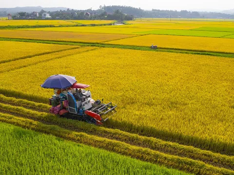 Phú Yên phát triển liên kết sản xuất vùng lúa gạo chất lượng cao đạt tiêu chuẩn GAP và theo hướng hữu cơ