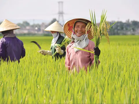 Cần Thơ: Nhân rộng mô hình nông nghiệp chất lượng cao, thúc đẩy phát triển bền vững