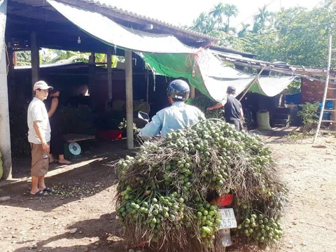 Đắk Lắk: Giá cau tươi giảm sâu, nông dân đứng ngồi không yên