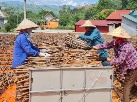 Nâng cao và phát triển bền vững chuỗi giá trị cây quế