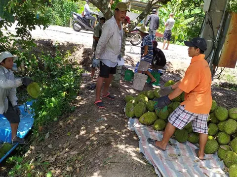 Nông dân Phong Điền tất bật chuẩn bị xuất khẩu lô sầu riêng đầu tiên sang Trung Quốc