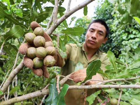 Đắk Lắk: Phấn đấu đến năm 2030, vùng nguyên liệu mắc ca đạt 4.000 ha