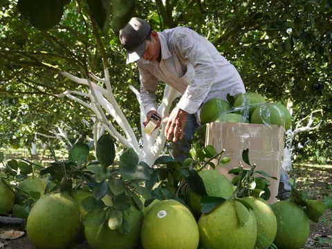 Lô bưởi đầu tiên đã sẵn sàng xuất khẩu sang Mỹ