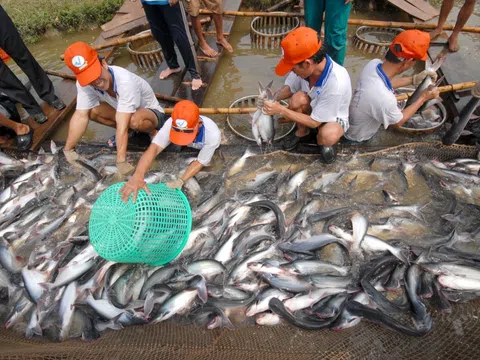 Nhiều nước Asean gia tăng nhập khẩu cá tra Việt Nam