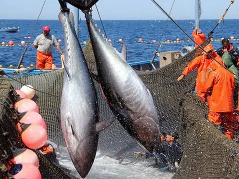 Xuất khẩu cá ngừ tăng trưởng mạnh tại thị trường Trung Đông