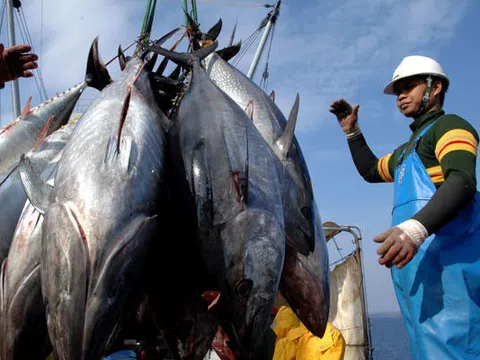 VASEP dự kiến doanh thu xuất khẩu cá ngừ năm 2022 đạt trên 1 tỷ USD